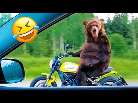 Funny Animal Videos 2023 😇 – Funniest Dogs and Cats Videos 🥰 #3