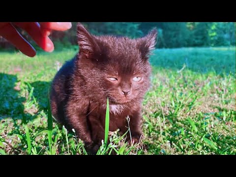 FUNNY CAT MEMES COMPILATION OF 2023 V21