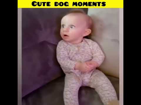 Cute dog moments | Part-202| funny dog videos in Bengali| #shorts #shortvideo #funny