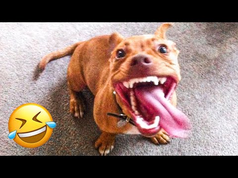 Funny Animal Videos 2023 😇 – Funniest Dogs and Cats Videos 😁 #14