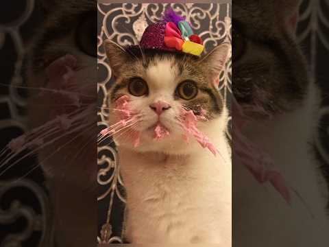 Funny animals 2023😆 – Funniest Cats and Dogs Video🐕🐈237 #shorts