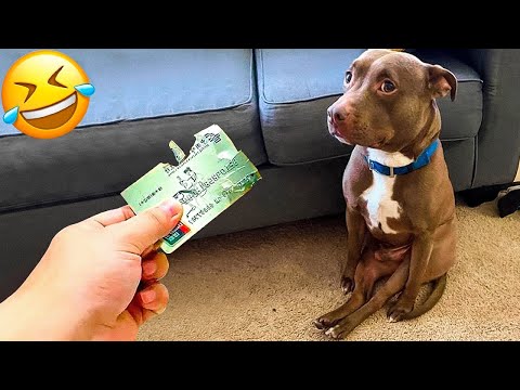 The Funniest And Clumsiest Dogs Video Ever  2023 | Pets Island