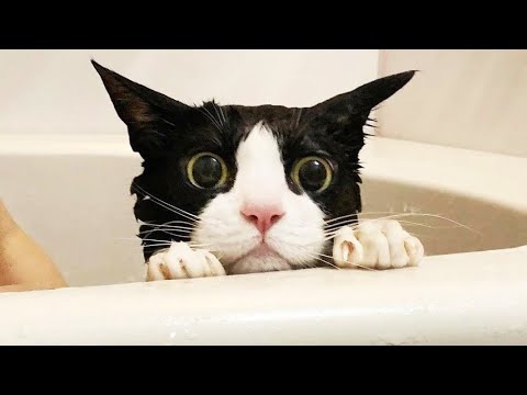Funny animals – Funny cats / dogs – Funny animal videos 292