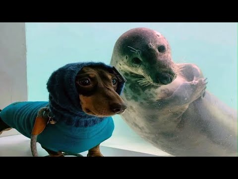 Try Not To Laugh With These Funny Pets 😂 – Funniest Animals
