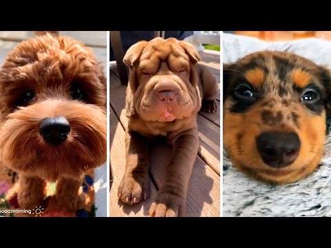 Funniest DOGS that will make you LAUGH! 🐶 You'll Never Get Tired Watching 🐶 Best Dog Videos 😂