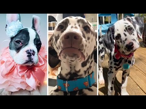 The BEST Cute and Funny DOG Videos of 2023! 😂🐶❤️