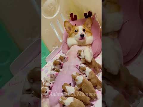 🐶Funny Animals Laugh and Awww!😂 | Animals LOL Moments #funnyanimals #shortsviral #funnydogs