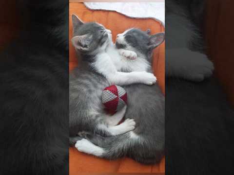 Funny animals 2023😆 – Funniest Cats and Dogs Video🐕🐈226 #shorts