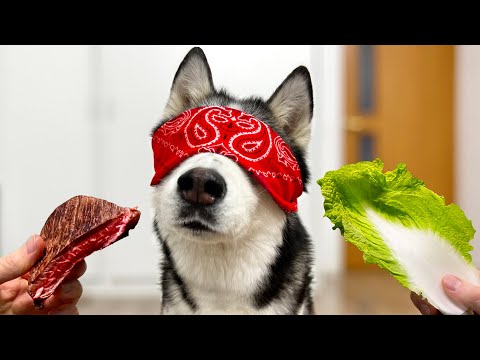 Three Blindfolded Huskies Choose Food! Funny Dog Video