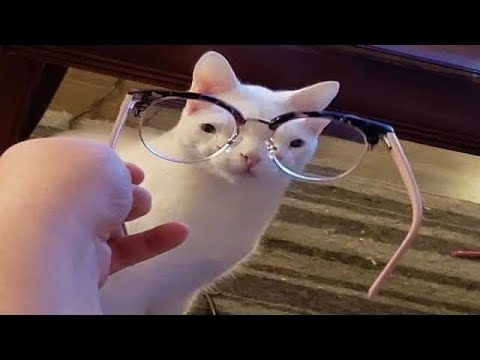 Best Funny Animal Videos Of The 2023 🤣 – Funniest Cats And Dogs Videos 😺😍