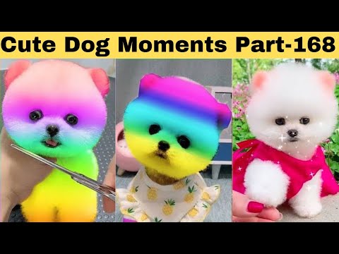 Cute dog moments Compilation Part 168| Funny dog videos in Bengali