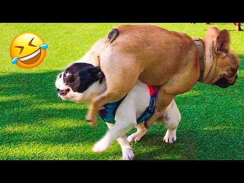 Funny Animal Videos 2023 🥰 – Funniest Dogs and Cats Videos 😁 #10