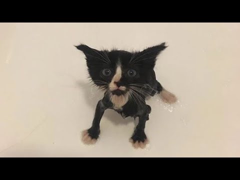 Best Funny Animal Videos Of The 2023 🤣 – Funniest Cats And Dogs Videos 😺😍