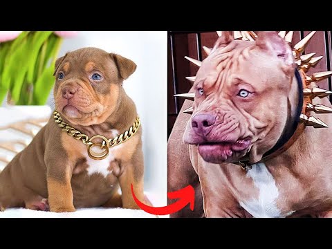 Badass Dog Transformation Videos | I'm A Big Kid | Furry Buddy