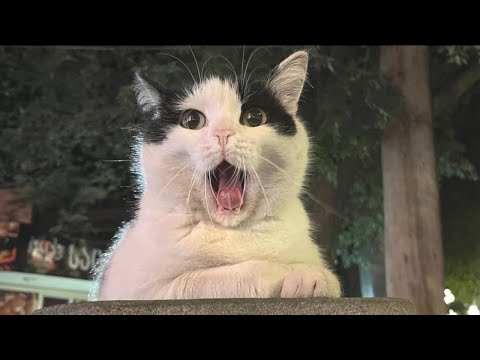 Probably the Funniest Pet Video on Youtube 😁 – Funny Animals