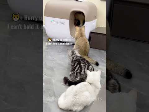 🐾Too Cute to Handle: Adorable Animals Doing Funny Things!😂 | Animals LOL Moments #funnyanimals