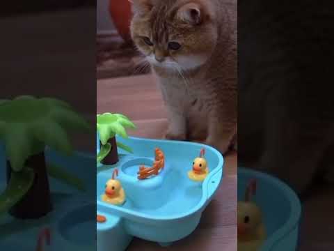Funny Animals Shorts 206 :-)  small's kitty 😂 Cats Dogs Pets laugh viral video