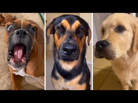 Funniest Doggos Ever 🤣 Best Funny Dog Videos Compilation (2023)