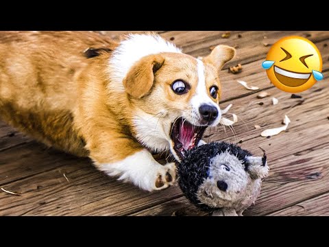 Funny Animal Videos 2023 🥰 – Funniest Dogs and Cats Videos 😁 #12