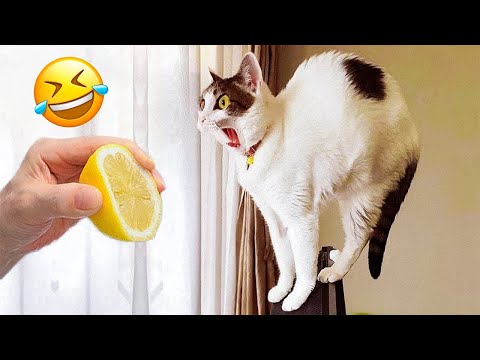 Funniest Animal Videos 2023🤣 – Funny Cats😹 and Dogs🐶 Videos!