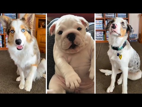 Ultimate Compilation of Funny DOGS!