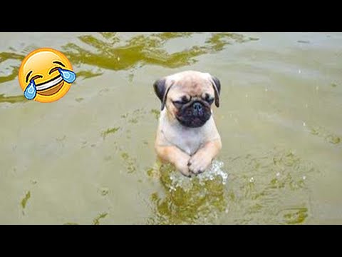 When Your Dog Wants To Be Alone 🐶😹 – Funniest Animals Video | Pets Island