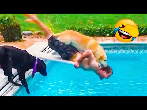 Funniest Animals Fails Compilation 2023 – TRY NOT to LAUGH  😹🐶 | Pets Island