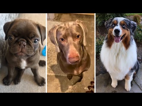 Best Funny Dog Videos Ever 🤣 Funniest Doggos Compilation (2023)