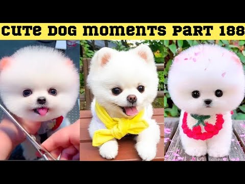 Cute dog moments Compilation Part 188| Funny dog videos in Bengali