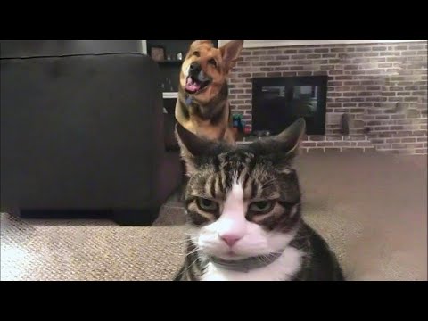 Pets That Will Make You Laugh In 7 Seconds