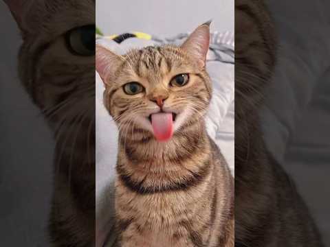 Funny animals 2023😆 – Funniest Cats and Dogs Video🐕🐈248 #shorts