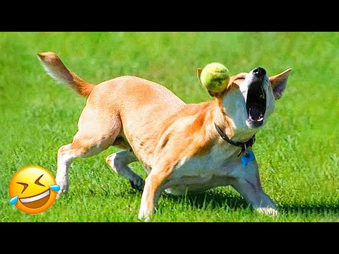 Funny Animal Videos 2023 😇 – Funniest Dogs and Cats Videos 😅 #8