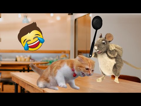 funny cats | weird cats | funny hamster | funniest animal videos 2023