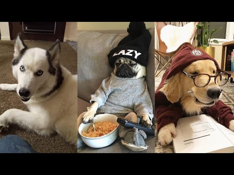 15 Minutes Dogs Videos That are so Hilarious🤣