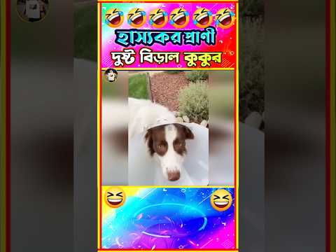 🤣দুষ্ট বিড়াল কুকুর এর দুষ্টমী🤣| Funny cat & dog videos Bangla | Funny Animals | Funny Dog