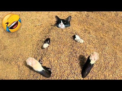 Best Funny Animal Videos Of The 2023 🤣 – Funniest Cats And Dogs Videos 😺😍