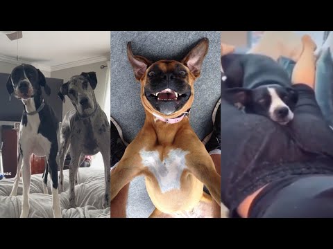 Dogs Videos But Try Not To Laugh🤣😂Part 23