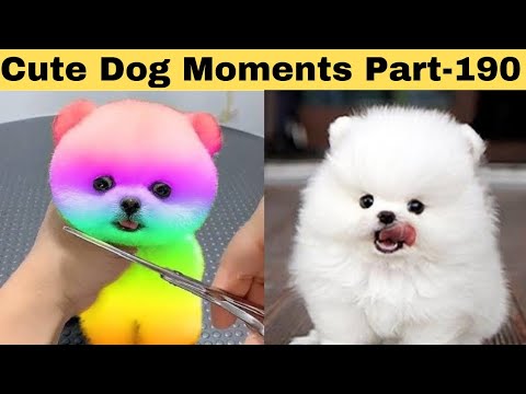 Cute dog moments Compilation Part 190| Funny dog videos in Bengali