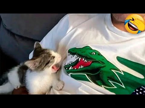 Best Funny Animal Videos Of The 2023 🤣 – Funniest Cats And Dogs Videos 😺😍