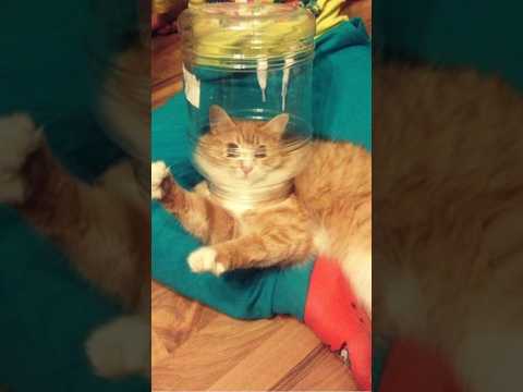 Funny animals 2023😆 – Funniest Cats and Dogs Video🐕🐈224 #shorts