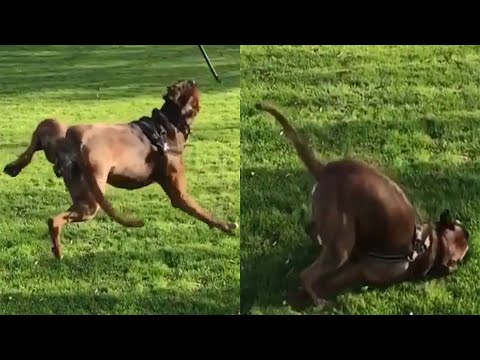 Funniest Animals 2023 😂 Best Funny Cats and Dogs 😺 #38 ||