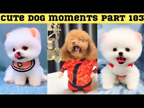Cute dog moments Compilation Part 183| Funny dog videos in Bengali
