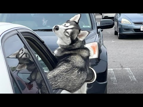 Husky The Drama Queen –  Funny Animals 2023