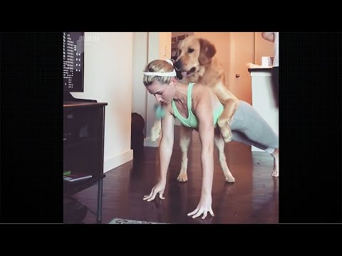 Collection Of The Most Clumsy Dogs On The Planet 🤣🌎 || Funny Animals