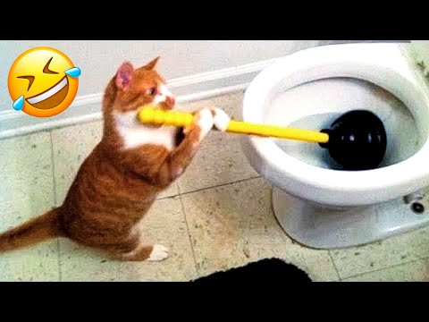 Funniest Animal Videos 😂 – Funny Cats invited to the Dog Party #17