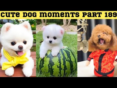 Cute dog moments Compilation Part 189| Funny dog videos in Bengali