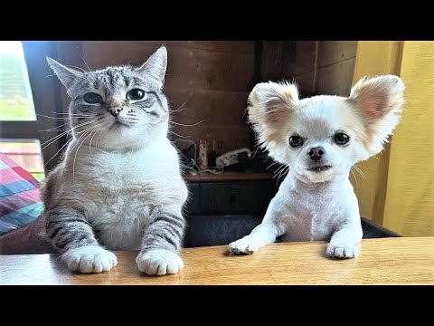 Funny Pets that will make it absolutely impossible not to laugh 😁