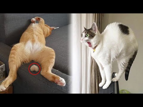 Funny Animal 2023 😂 Funniest Cats and Dogs 😺🐶 Part 34