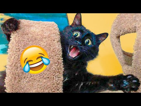 Funniest Animal Videos 2023🤣 – Funny Cats😹 and Dogs🐶 Videos!