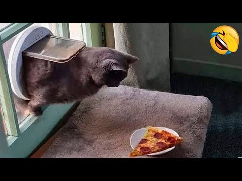 Best Funny Animal Videos Of The 2023 🤣 – Funniest Cats And Dogs Videos 😺😍